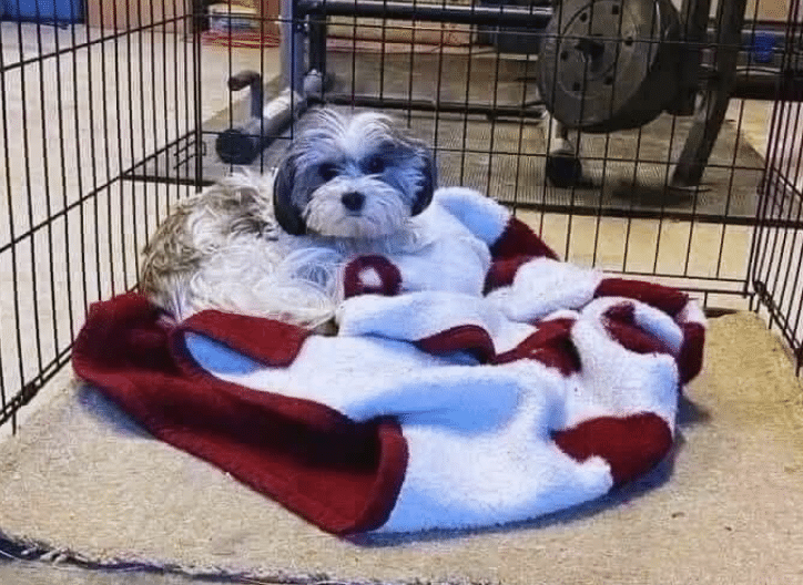 Search Continues for Owner of Lost Dog Found in East London