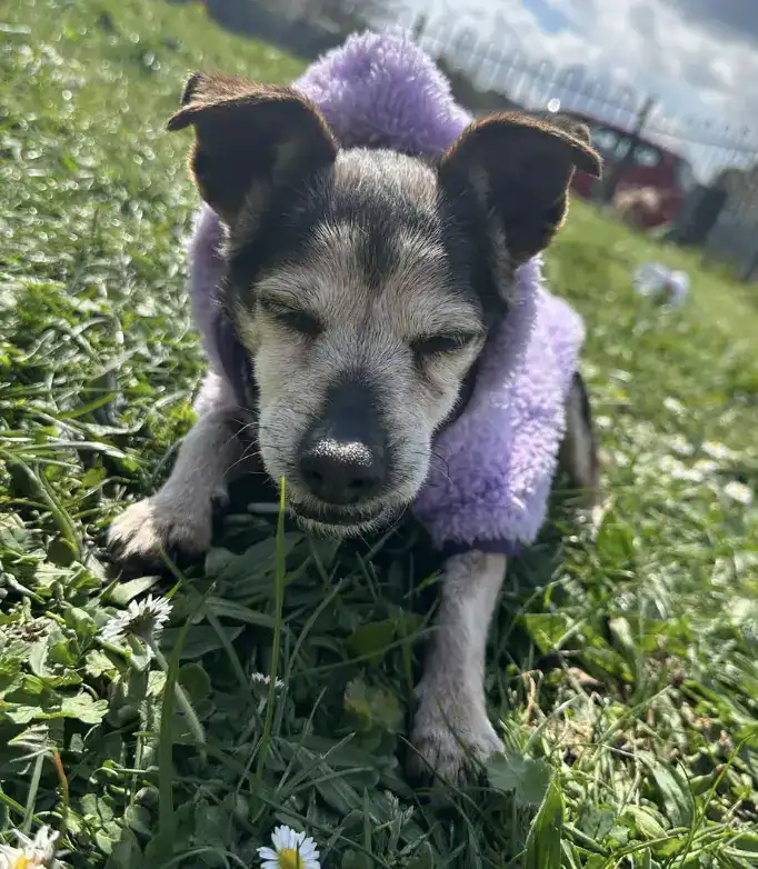 Urgent Appeal: Elderly, Vulnerable Dog Tilly Stolen by Group of Youths in Croydon