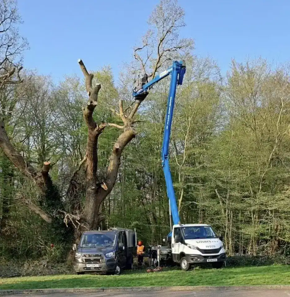 Toby Carvery Fells 500-Year-Old Oak Tree in Enfield, Prompting Outrage and Investigation