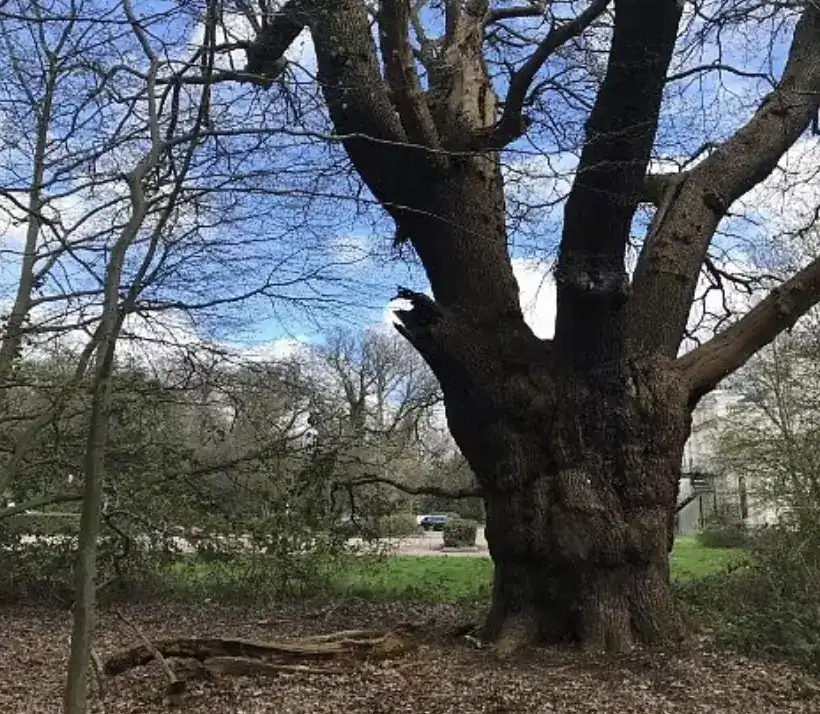 Toby Carvery Fells 500-Year-Old Oak Tree in Enfield, Prompting Outrage and Investigation