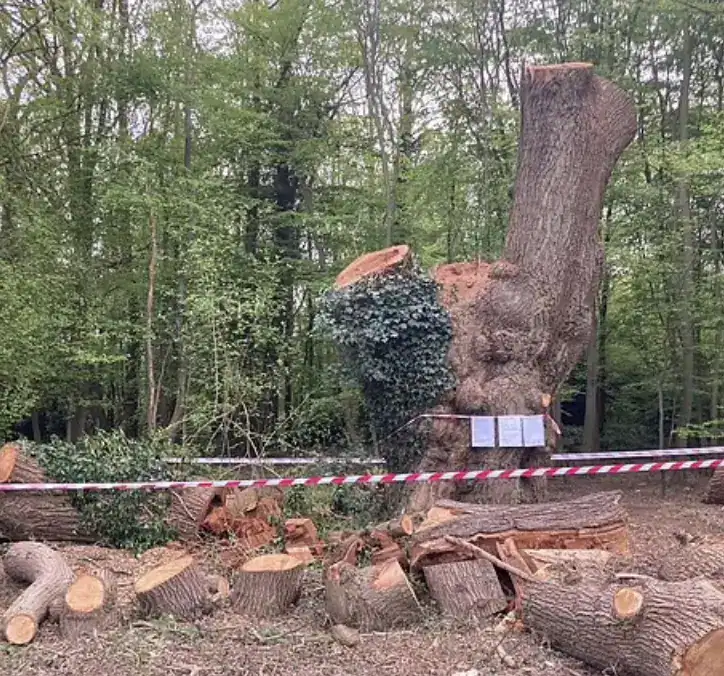 Toby Carvery Fells 500-Year-Old Oak Tree in Enfield, Prompting Outrage and Investigation