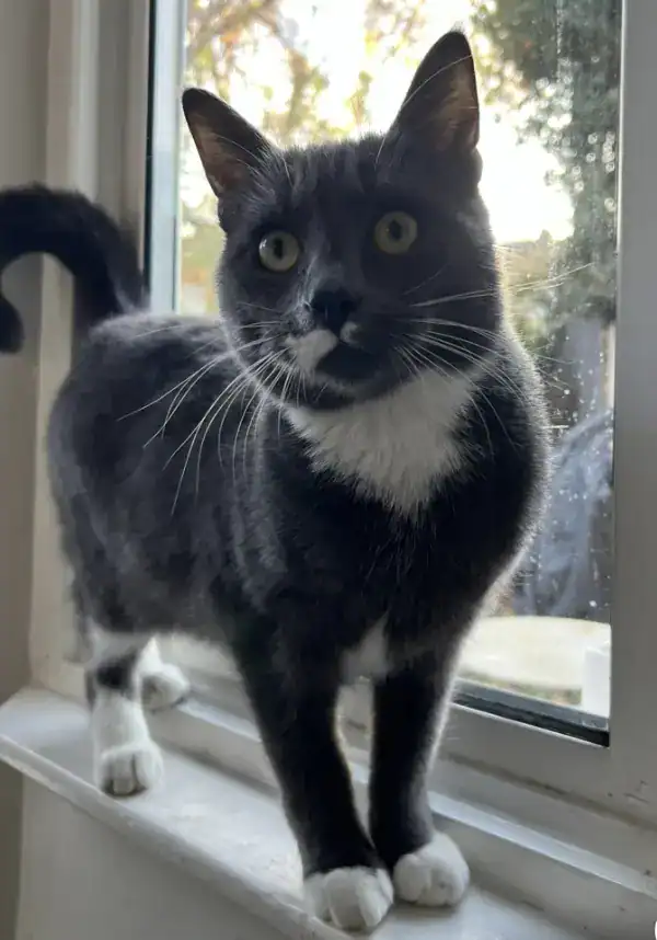 Concern Grows For Missing Cat In Tottenham: Public Urged To Help Concern Grows for Missing Cat in Tottenham: Public Urged to Help