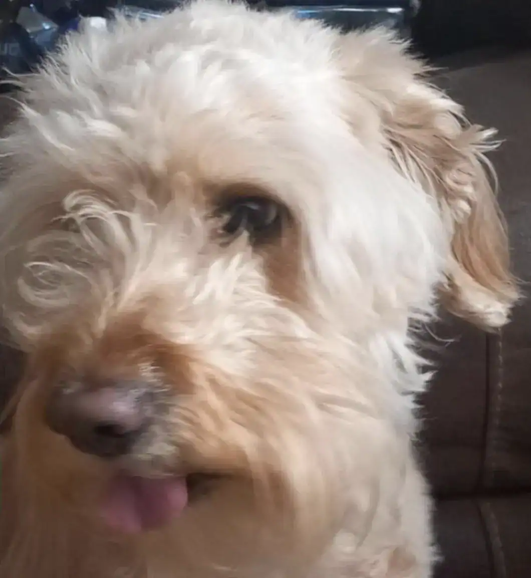 Urgent Search Underway for Missing Teen and Family Dog in Leeds