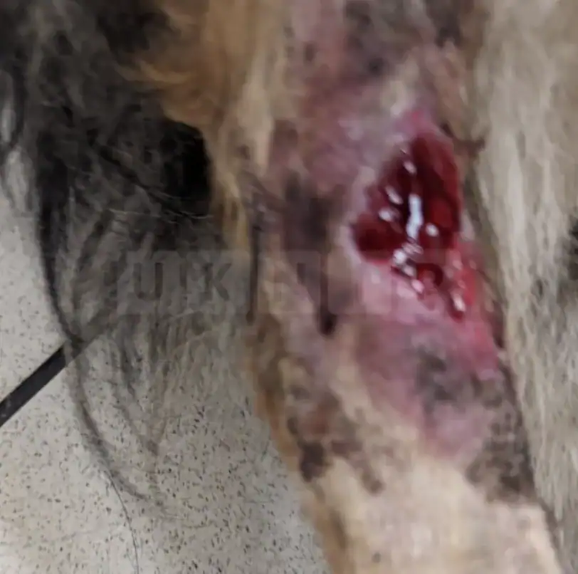 Man Receives Lifetime Ban on Keeping Animals