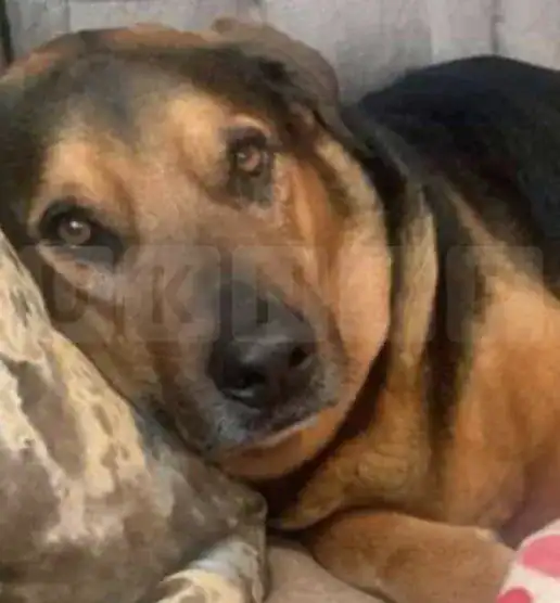 Devastated Dog Owner Demands Answers After Pet Dies During Charity Care – UKNIP