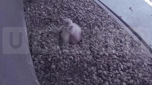 Brighton’s Peregrine Falcons Welcome Two Chicks at Sussex Heights