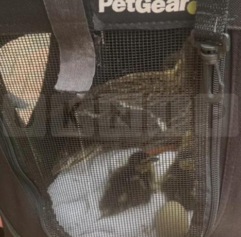 Firefighters Rescue Stranded Duck Family from Reading Rooftop