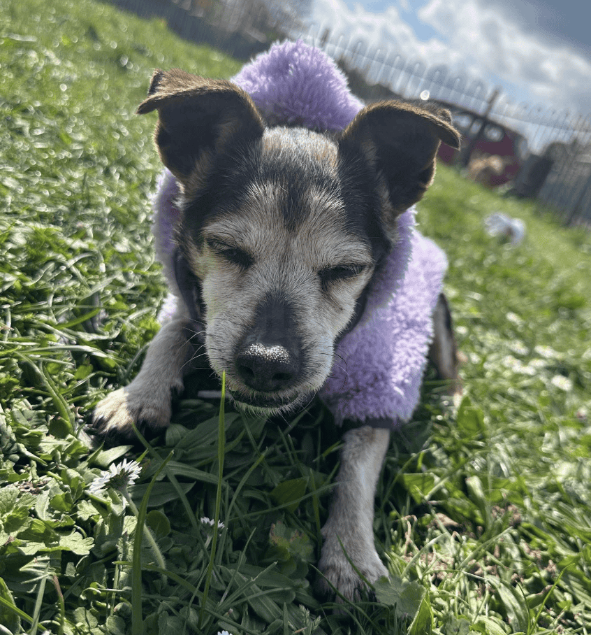 Hero Locates Stolen Elderly Dog Tilly After Reward Sparks Breakthrough