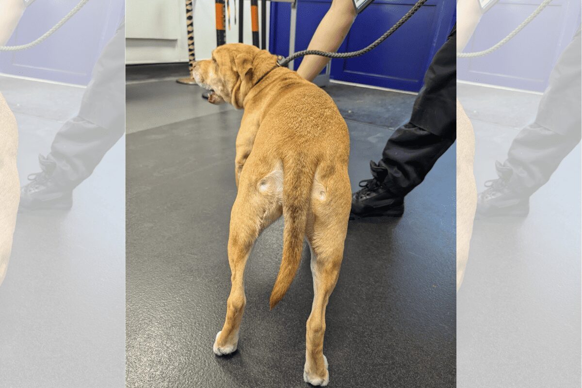 Man Banned from Owning Animals After Doorbell Camera Captures Dog Abuse in Hayes