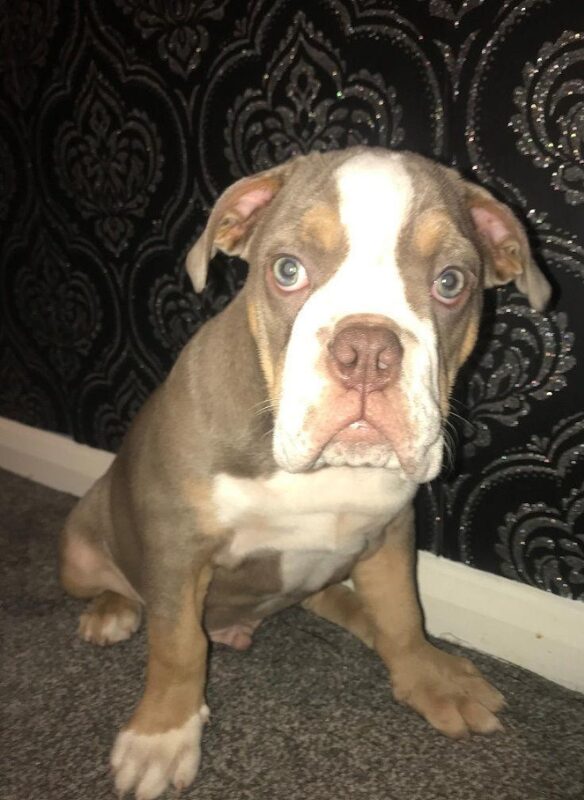 Man Who Stole Puppy in Knife-Point Threat Finally Admits Crime Five Years Later