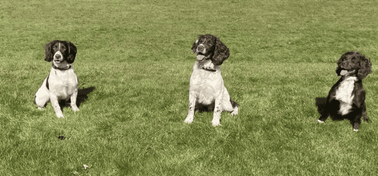 New ‘Digi Dogs’ Deployed Across Hampshire and Isle of Wight to Tackle Digital Crime