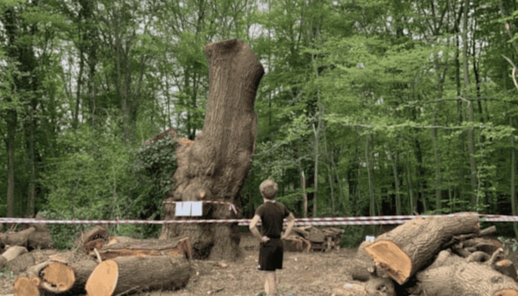 Outrage as Iconic 450-Year-Old Oak Felled in Enfield: Woodland Trust and Campaigners Demand Action
