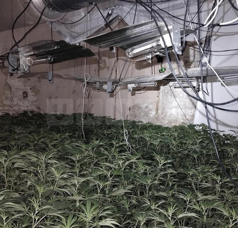 Over 1,000 Cannabis Plants Seized in Ramsgate as Police Arrest Suspected Grower