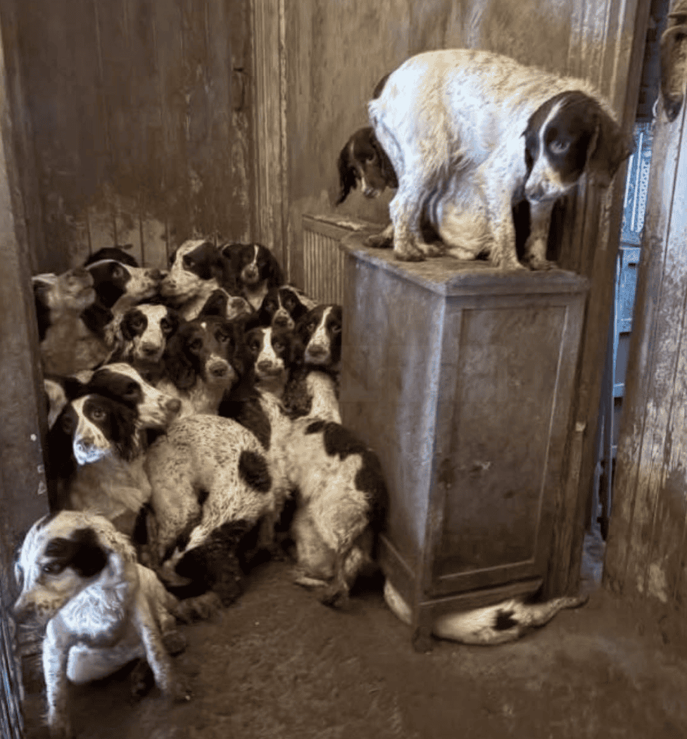 Over 80 Animals Rescued from Squalid Conditions in Doncaster Home