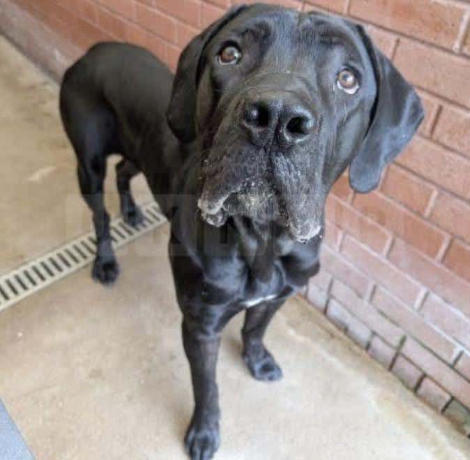 SSPCA Issues Appeal to Locate Owner of Dog Found in Clydebank