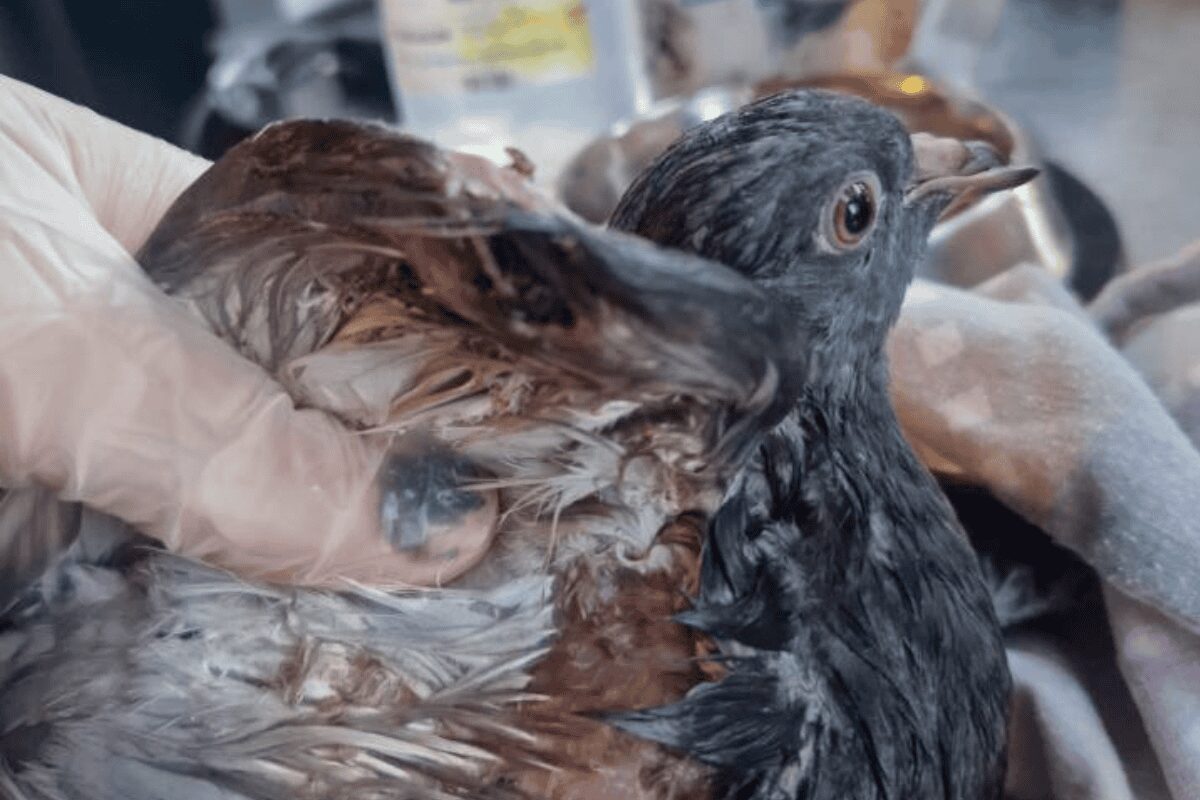 Two Pigeons Found With Identical Injuries in Suspected Catapult Attacks in Charlton