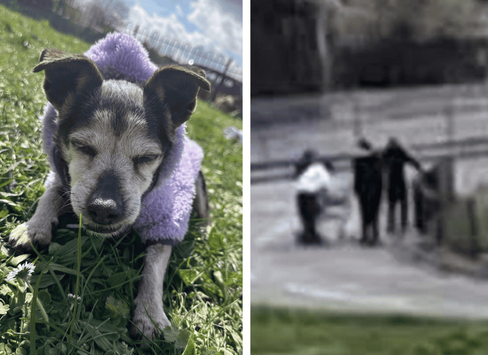 Urgent Appeal: Elderly, Vulnerable Dog Tilly Stolen by Group of Youths in Croydon