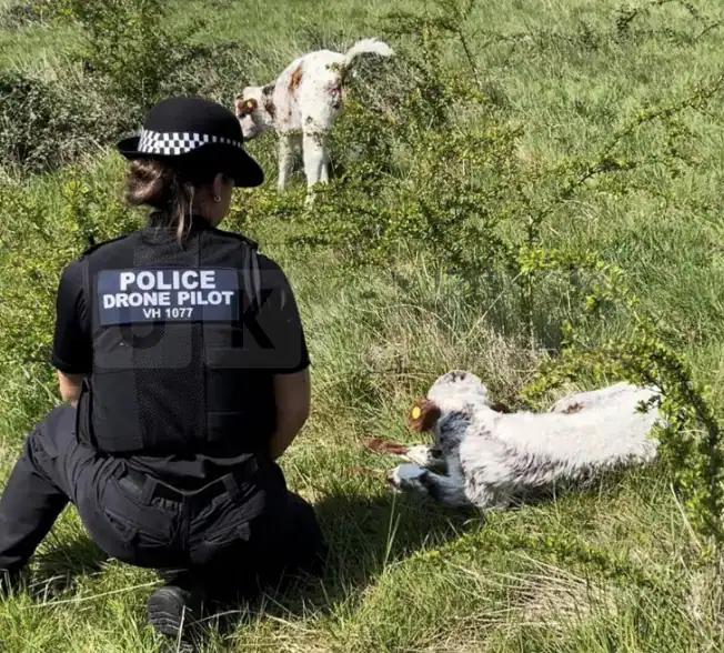 Police Issue Warning After Livestock Deaths Linked to Irresponsible Dog Walking in Hertfordshire