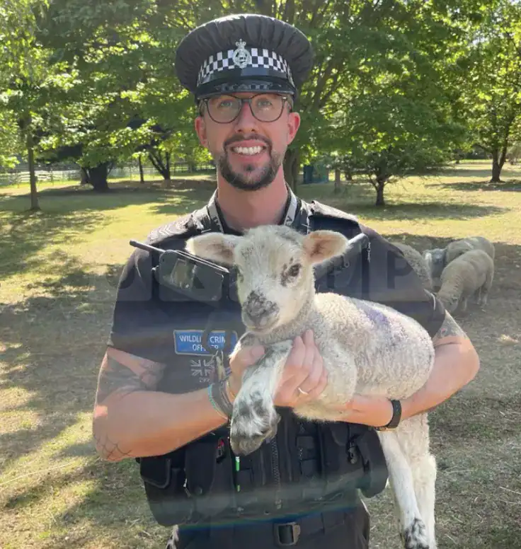 Police Issue Warning After Livestock Deaths Linked to Irresponsible Dog Walking in Hertfordshire