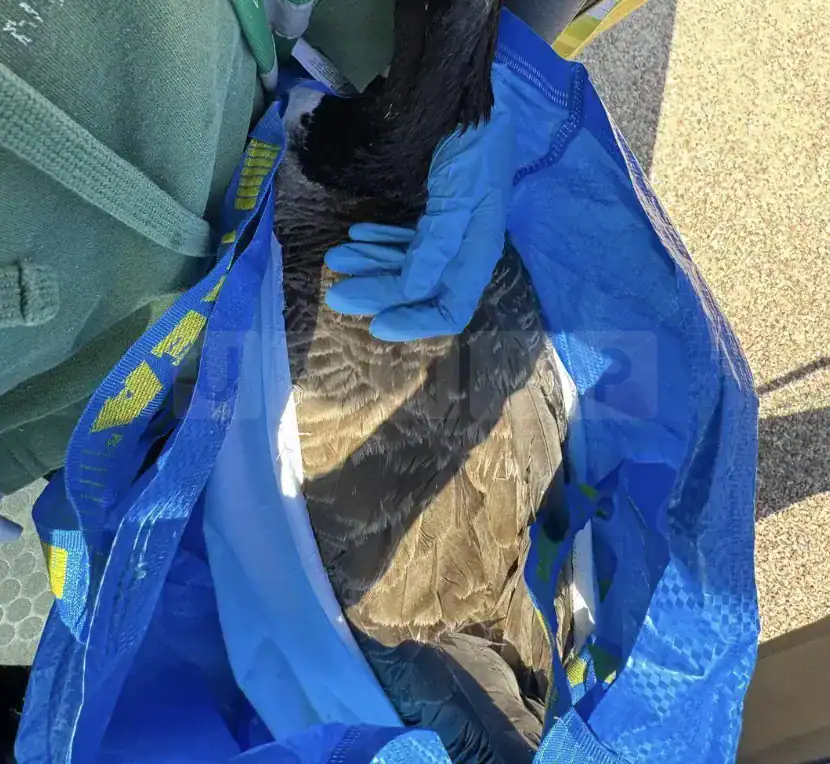 Beloved Swanley Park Goose Killed by Thugs with Catapults: When Will the Law Protect Wildlife?