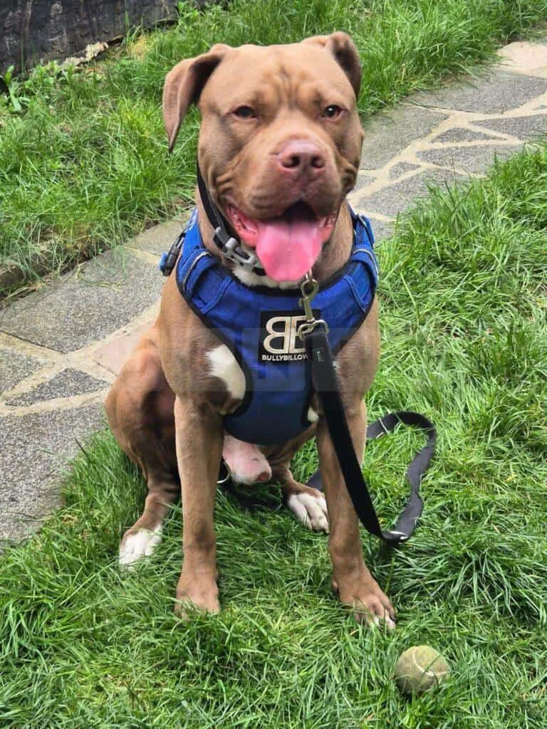 Friendly Dog Found in Children’s Play Area at Raphael Park, Romford