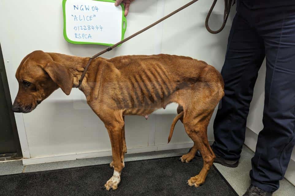 Bexleyheath Dog Neglect: Photos Reveal Harrowing Conditions Inside Owner’s Home