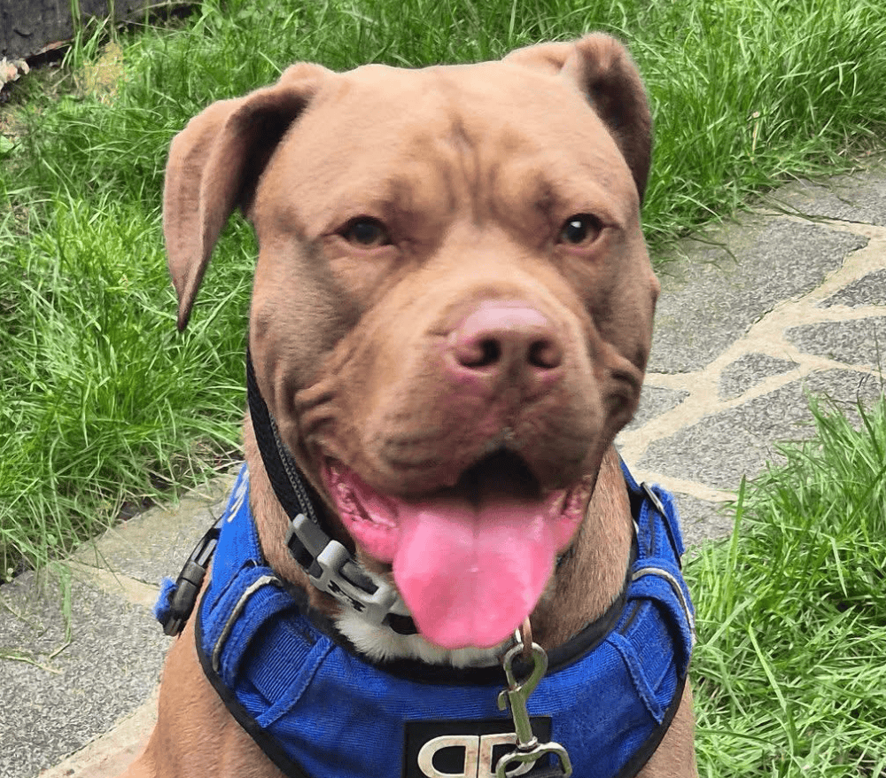 Friendly Dog Found in Children’s Play Area at Raphael Park, Romford