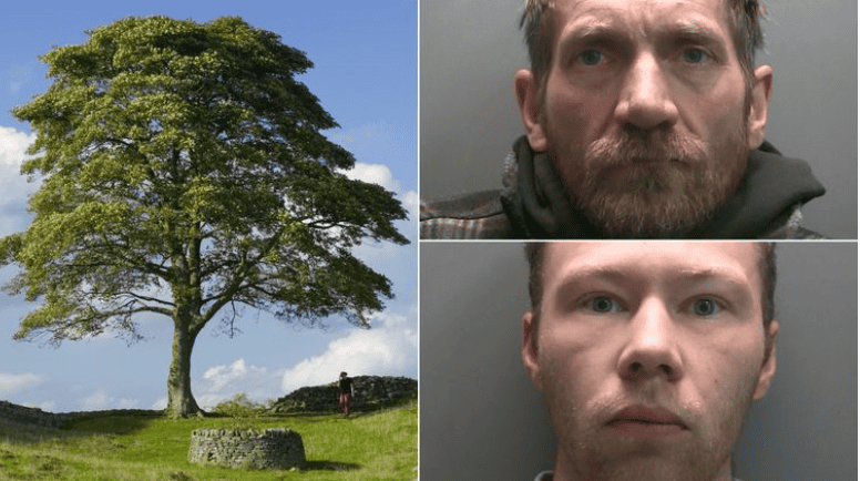 Guilty: Two Men Convicted of Cutting Down Iconic Sycamore Gap Tree