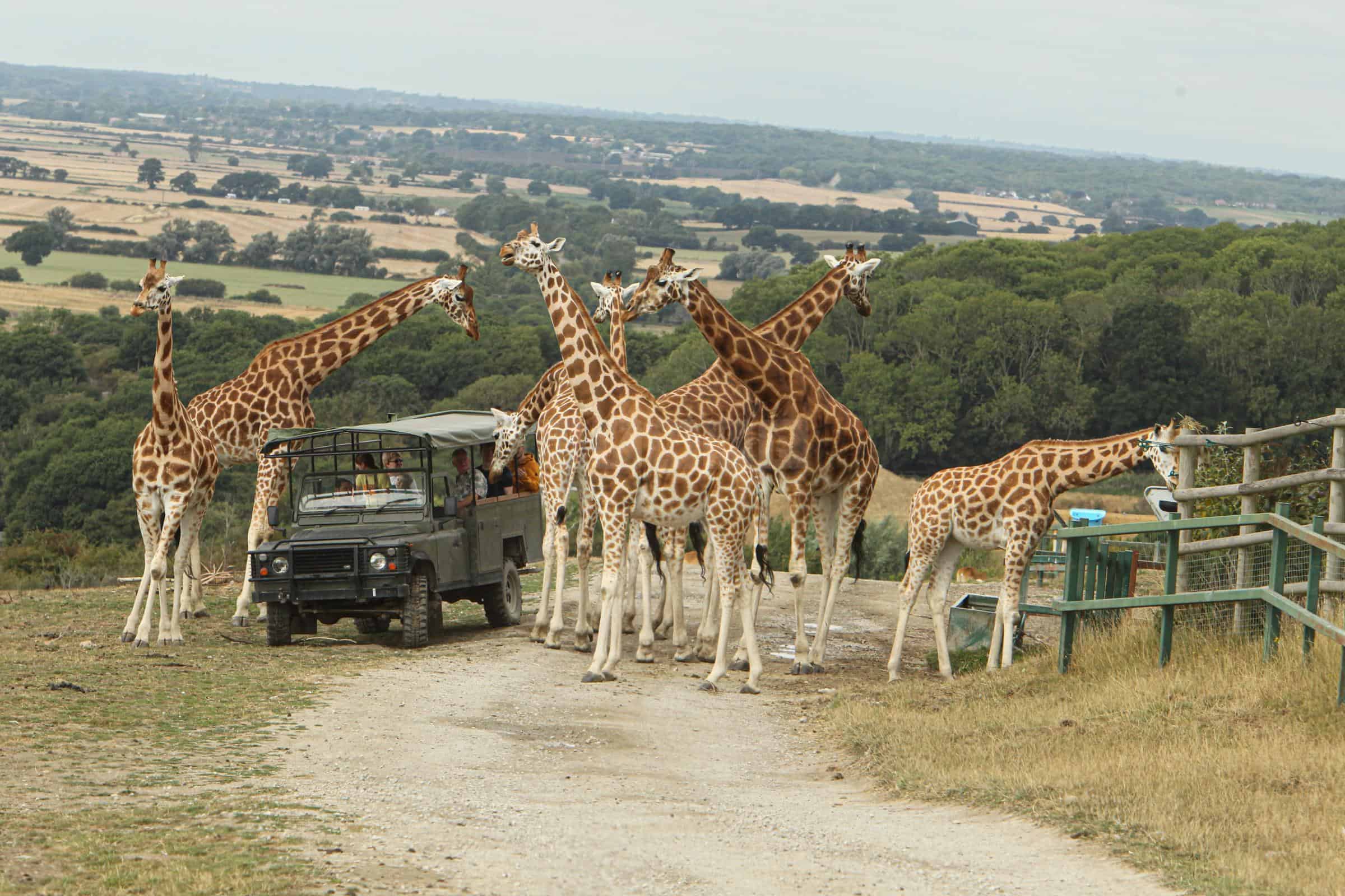 Kent’s Largest Wildlife Park to Shine Bright This Winter