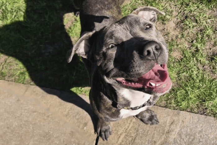 Knutsford Animal Rescue Forced to Close Temporarily Amid Funding Crisis