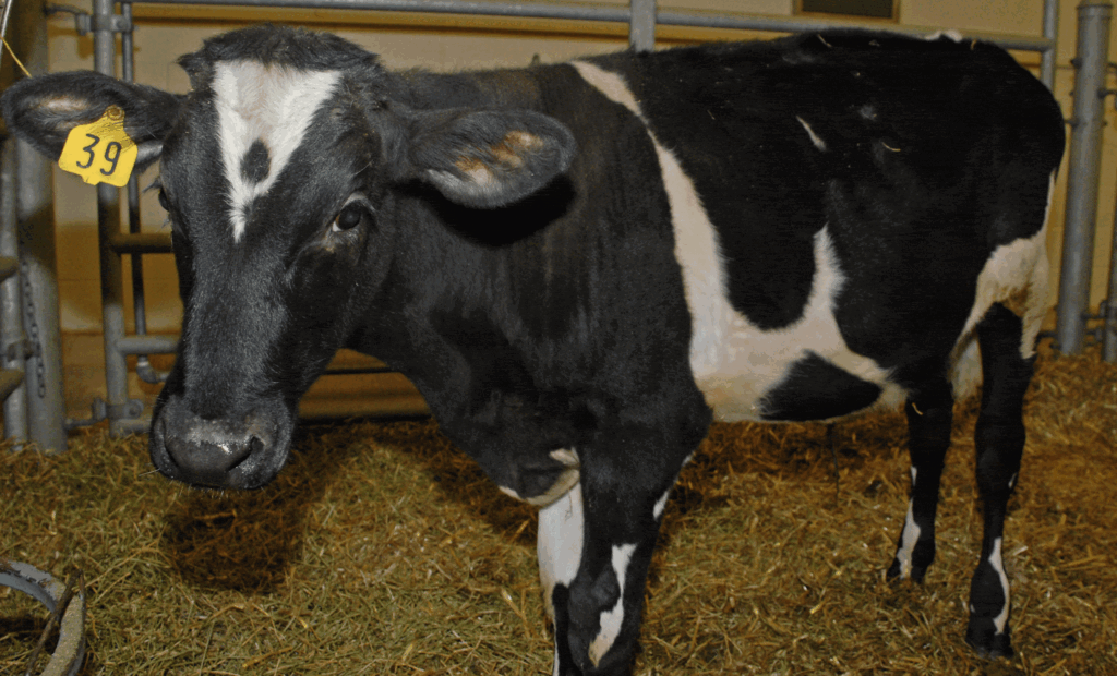 Mad Cow Disease Confirmed on Essex Farm — Officials Say No Risk to Public Health