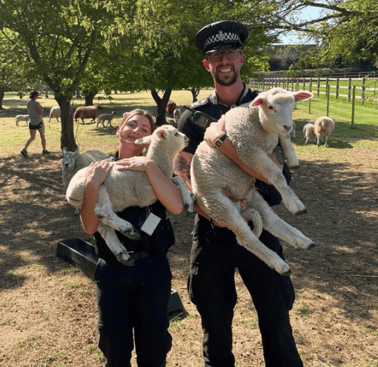 Police Issue Warning After Livestock Deaths Linked to Irresponsible Dog Walking in Hertfordshire