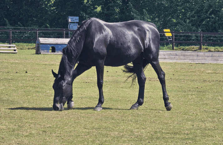 Police Target Equine Crime with Operation Gallop Visits to Local Stables
