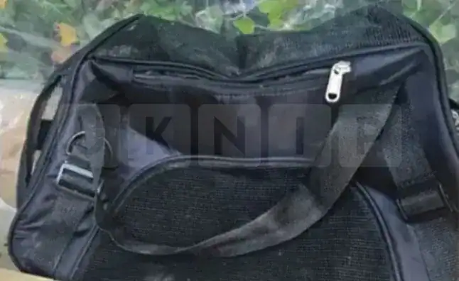 Teenagers Plead Guilty to Torturing and Killing Two Kittens in Ruislip Horror Case