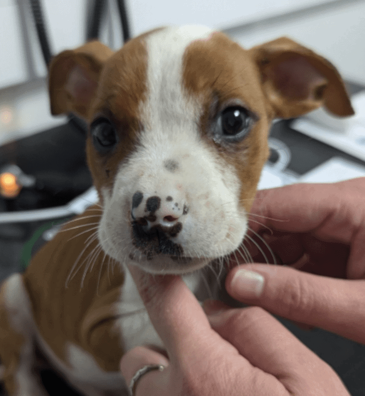 Woman Banned from Keeping Animals After Pets Found Starving in Squalid Birmingham Home