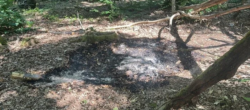 Dog Walker Helps Avert Woodland Disaster After Disposable BBQ Sparks Fire in Kent