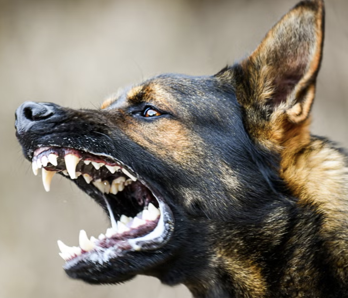 Appeal After Woman Seriously Injured in Gillingham Dog Attack