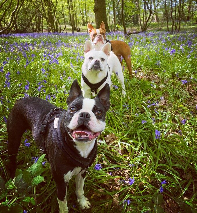 Dog Walker Helps Avert Woodland Disaster After Disposable BBQ Sparks Fire in Kent