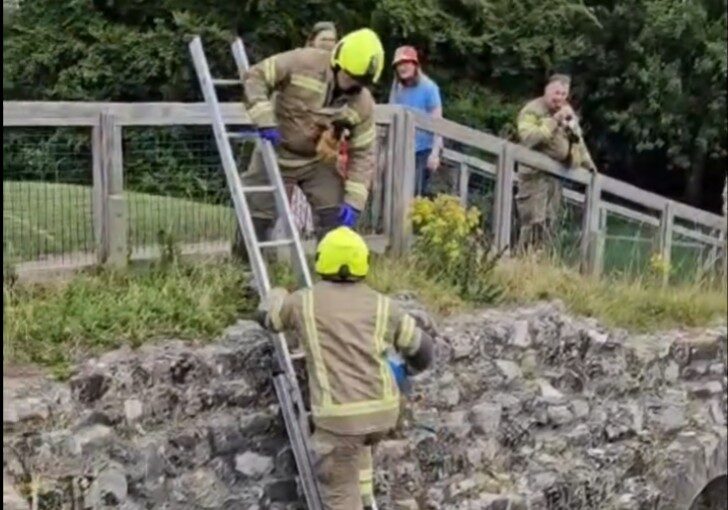 Historic Hare-itage Rescue at Lewes Priory