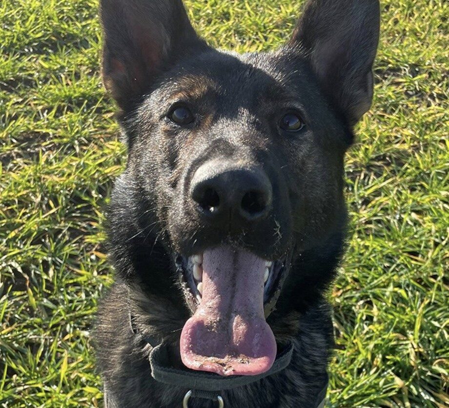 Police Dog Lando Tracks Down Five Suspects in Dramatic Essex Nighttime Operations