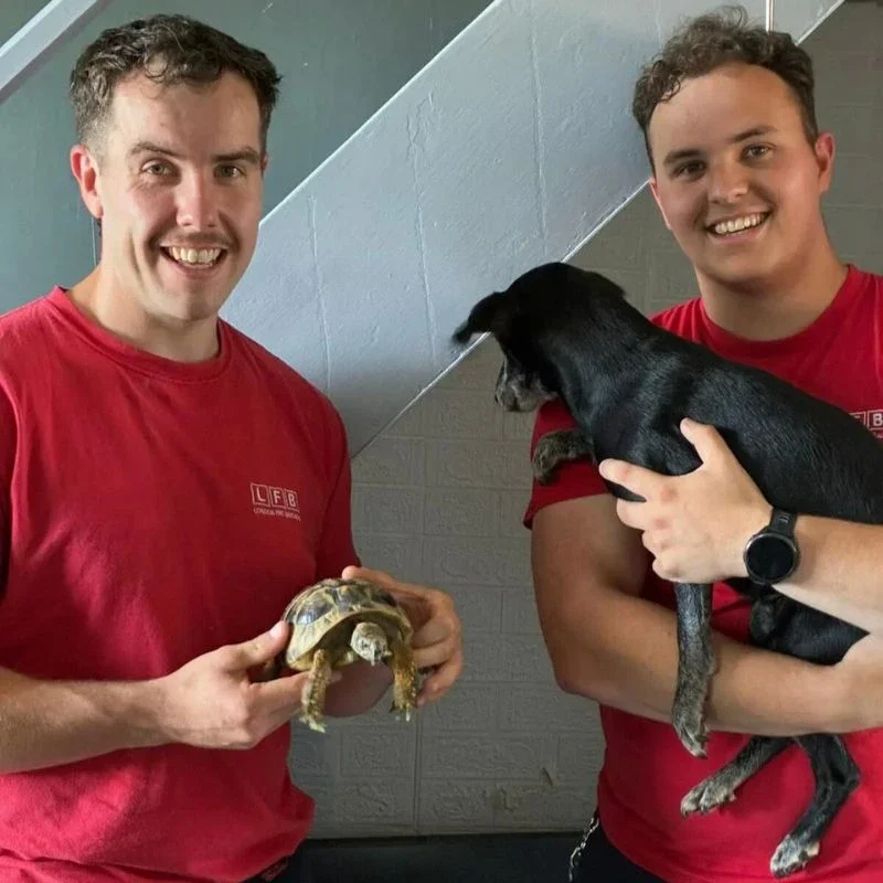 Tortoise Sparks Flat Fire in Mitcham After Knocking Over Heat Lamp