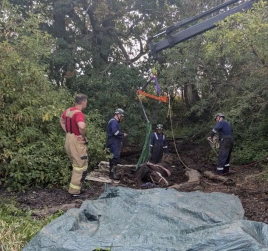 Shropshire Fire Crews Free Horse Trapped in Muddy Pond