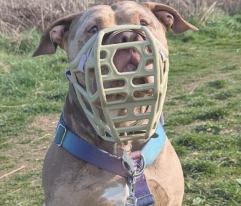 RSPCA: XL Bully Ban Failing to Protect Public Despite Thousands of Dogs Seized