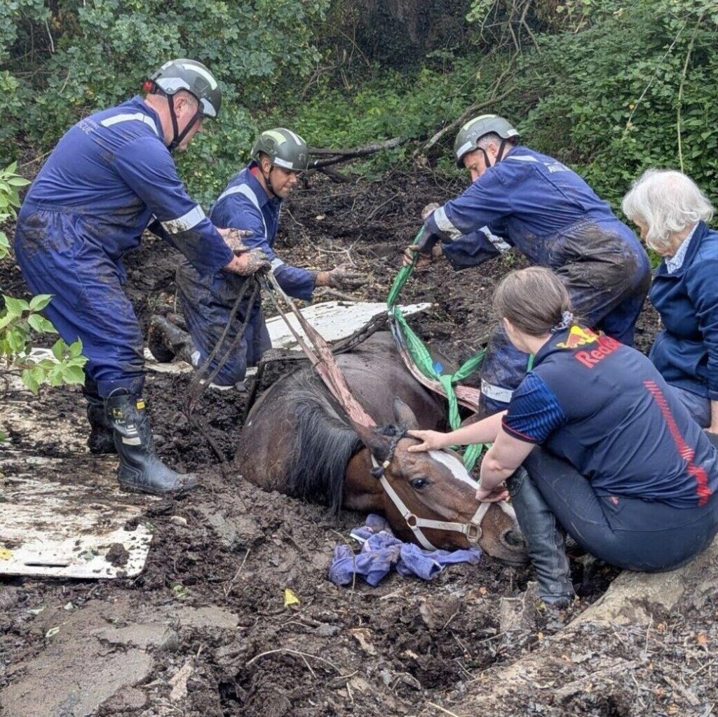 Shropshire Fire Crews Free Horse Trapped in Muddy Pond