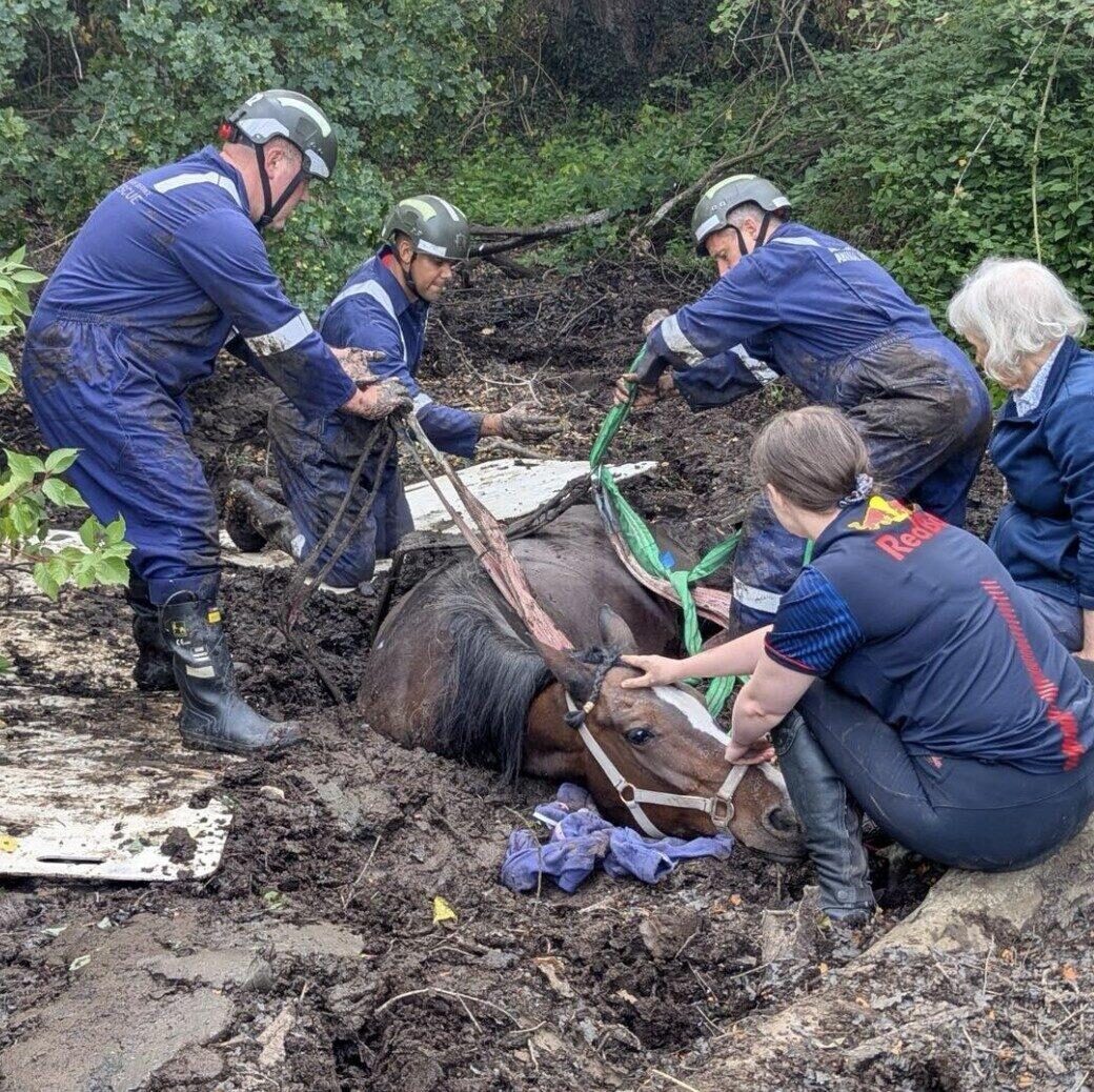 Shropshire Fire Crews Free Horse Trapped in Muddy Pond