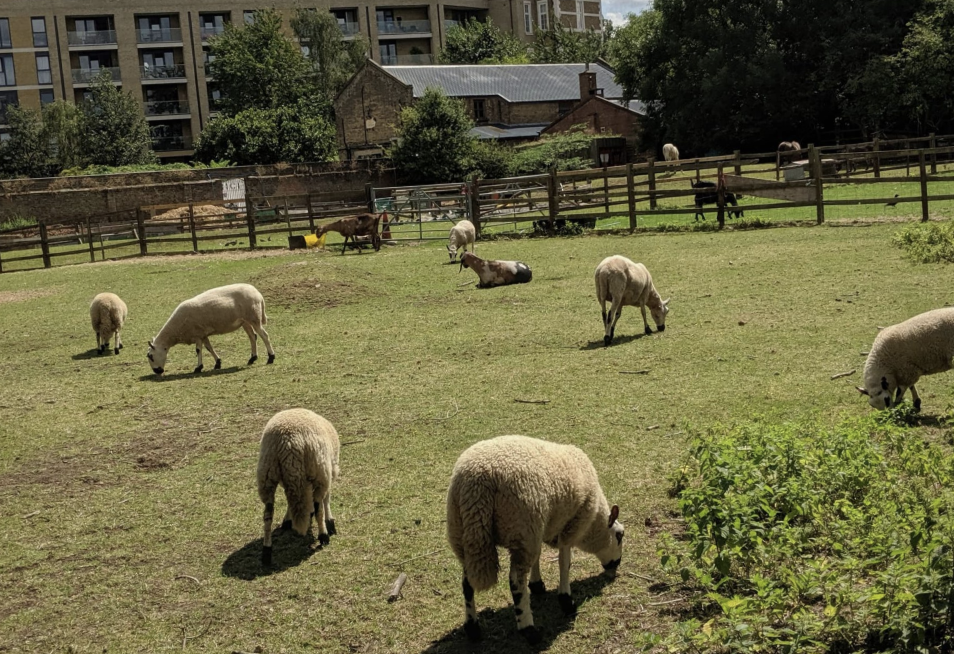 Hackney City Farm: London’s Hidden Urban Oasis