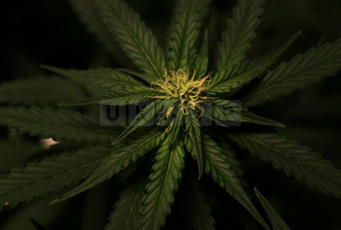 The Future of Cannabis Education in UK Medical Schools