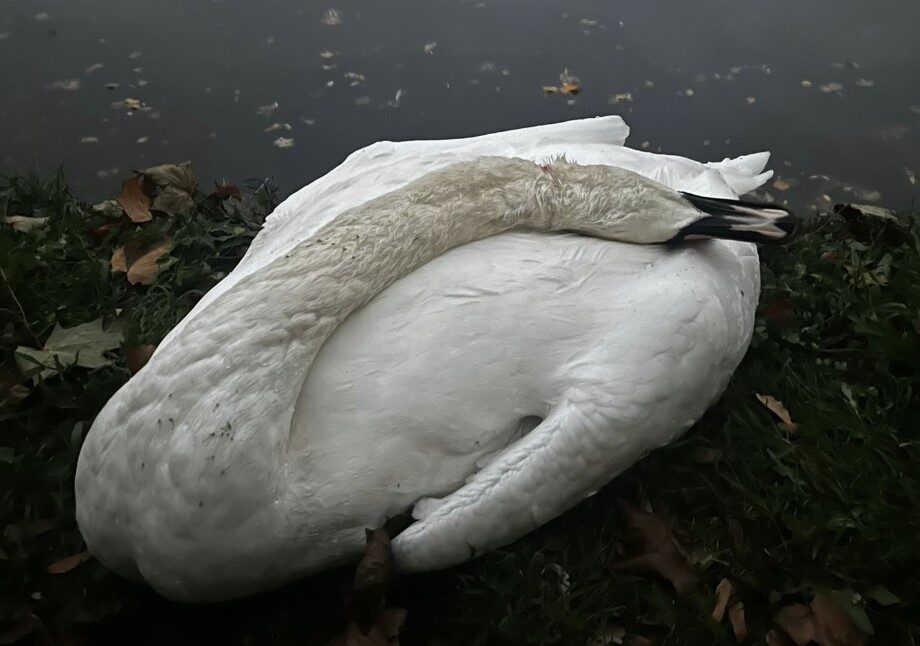 Tragic Swan Death Sparks Outrage on the Thames ? UKNIP