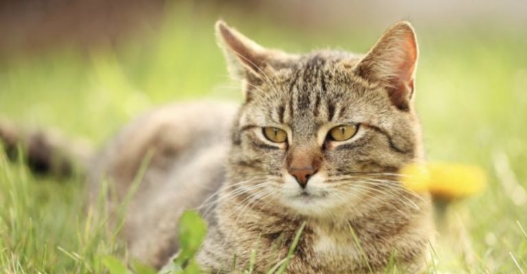 Cats and Dogs Munching Grass? Vet Nurse Spills the Beans!