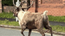 Chaos as Reindeer Goes on the Run in Merseyside Christmas Drama